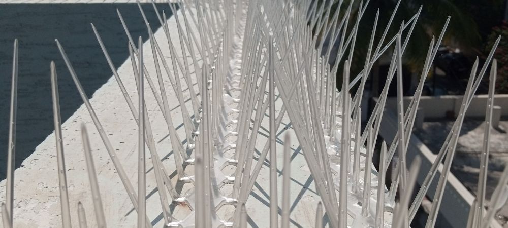 Bird Spikes and Pigeon Spikes in Bangalore | Bird Control Spikes