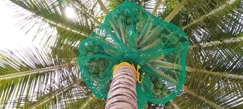 Coconut Tree Safety Nets in Bangalore | Fall Protection Nets Price